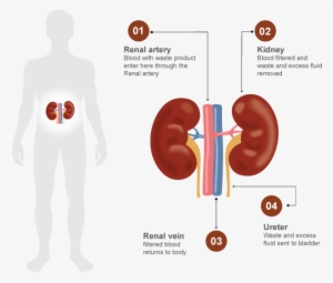 Kidneys Filter Blood And Remove Waste - Size Of Your Kidney