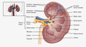 Kidney Functions Internal Structure Of Human Kidney - Kidney Internal