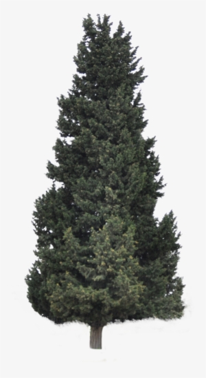 Pine Forrest Png Clip Art Royalty Free - Christmas Tree