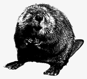 Beaver - Papercutting