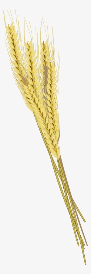 Barley Png Photos - Колосья Пшеницы Пнг