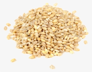 barley png image - barley seed png transparent