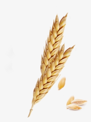 Png Freeuse Barley Vector Spike Wheat - Barley Transparent Background