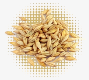 Barley - Wheat Barley