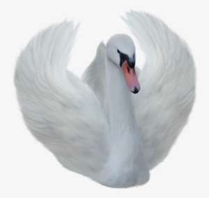 Swan Transparent