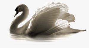 Swan Png - Transparent Swans Image Png