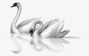 Swan Clipart Transparent Background - Two Swan Clipart