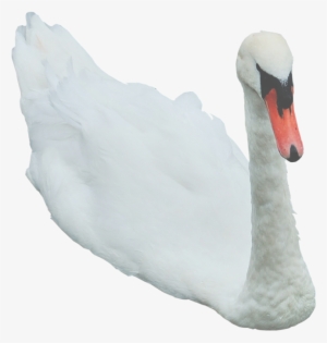 Swan Free Png Image - Swan Png