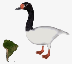 Black-necked Swandd - Black Necked Swan Png