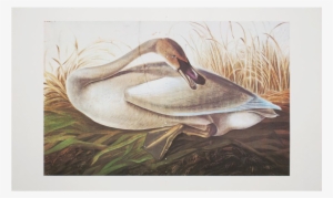 Extra Large Audubon Lithograph Of Swan - Poster: Trumpeter Swan, 28x43cm.