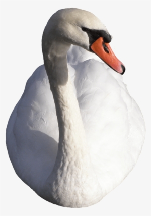 Swan - Cisne Png