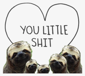 Sloth Pictures Funny Tumblr - You Little Shit Sloth