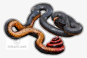 Regal Ringneck Snake - Regal Ringneck Snake Throw Blanket