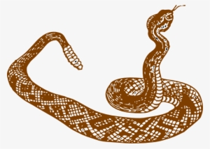 Snake - Serpiente Blanco Y Negro