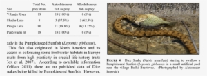 Ratios Of Autochthonous To Allochthonous Fish Species - Rattlesnake