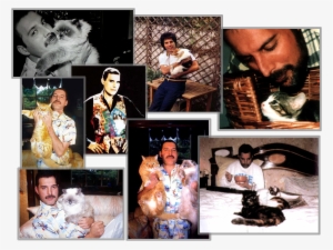 I Gatti Di Freddie Mercury - Queen - Queen - Freddie Mercury: Tribute To (interviews)