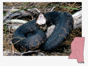 Cottonmouth Agkistrodon - Cottonmouth Mississippi