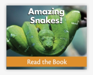 Amazing Snakes From Reading Series Two Decodable Books - Book