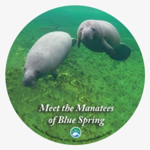 Meet The Manatees Of Blue Spring Dvd - Blue Spring State Park