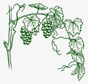 How To Set Use Green Grapevine Clipart