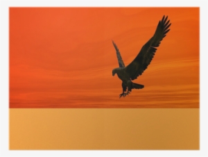 Blauer Adler