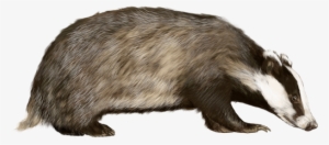 badger png - uk badger