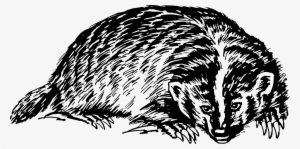 Badger Png