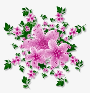 Album - Dianthus