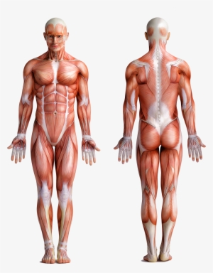 Muscle Man - Human Body