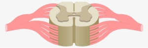 An Image Showing The Gray Matter Of A Spinal Cord Segment - Spinal Cord Cross Section Unlabelled