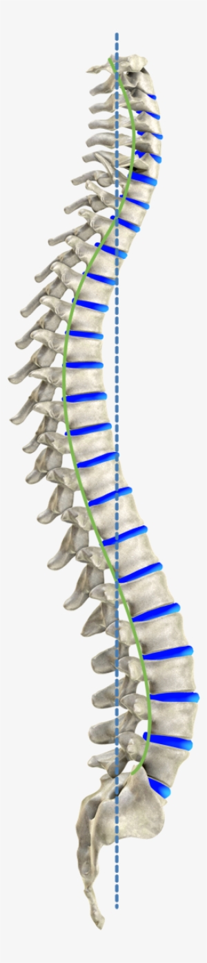 The Ideal Spinal Column - Colonne Vertebrale De Profil