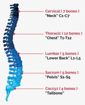 Florence Spinal Cord Injury Lawsuits - Bones In The Spinal Cord