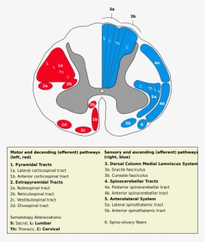 Summary[edit] - Medulla Spinalis Tracts