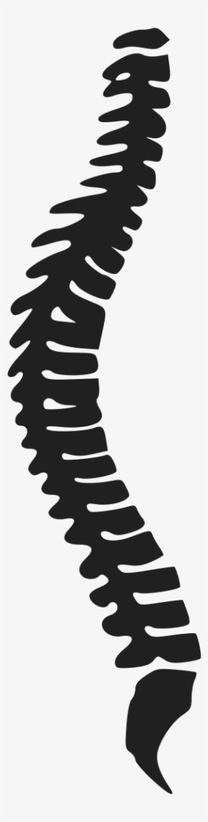 Spine Clipart Png - Backbone
