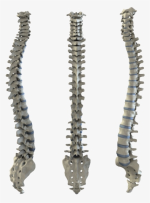 The Central Feature Of Human Back Is Vertebral Column, - Mechanical Spine