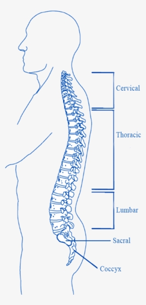Spinal Cord Injury - Spinal Cord Injury Transparent