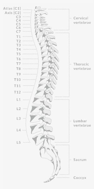 Thoracic Spine Ct Anatomy