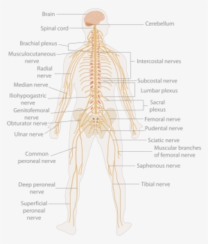 Primary Spinal Cord Tumours - Body Nerves Diagram