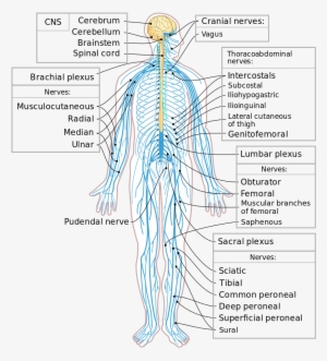 this diagram shows a silhouette of a human highlighting - partes del sistema nervioso periferico