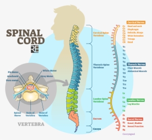 Raynes Erickson Spinal Cord Diagram - Illustration