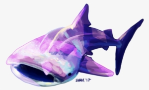 “messy Shark ” - Dolphin