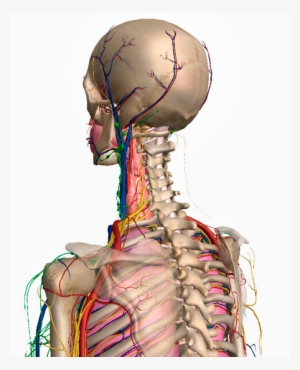 Upper Back Adjustment