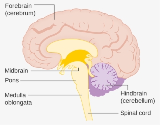 Brainstem Vs Spinal Cord - Brain Diagram Brain Stem