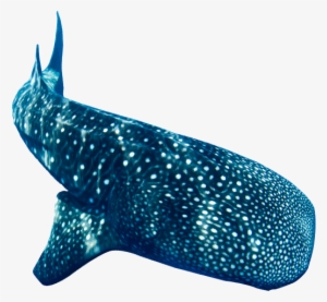 About Donsol - Whale