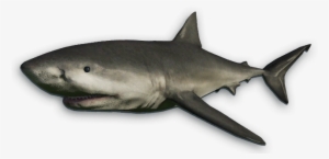 Whale Shark Clipart Wiki - Great White Shark Cut Out