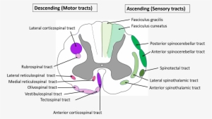 Spinal Cord Anatomy-location Of Ascending And Descending - Spinal Cord Anatomy