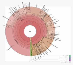 Overview Of Taxonomy Of Whale Shark Protein Best Matches - Krona Metagenome