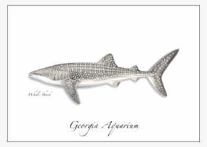 Whale Shark - Sharks Of The Atlantic And Gulf Coasts: