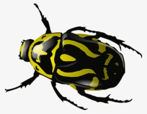 Bug Insect Beetle Wasp Yellow Black Wildli - Clip Art Beetle