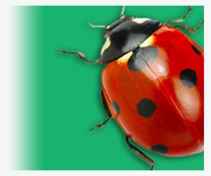 Unlock Your Fun Bug Facts - Ladybug
